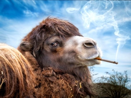 JUST FOR FUN! - cigarette, marlboro, camel, smoke, wallpaper