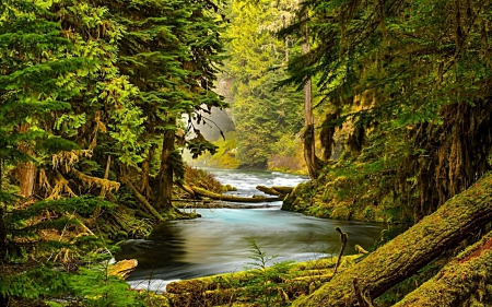 Old Forest - nature, forest, old, river