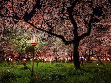 Cherry Blossoms - sky, trees, evening, springtime, lamps, park