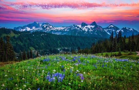 Mountain wildflowers - summer, carpet, beautiful, amazing, grass, field, nature, mountain, meadow, pretty, landscape, flowers, wildflowers, sky, peaks, freshness, clouds, lovely