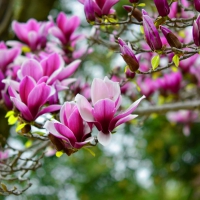 Lovely magnolia