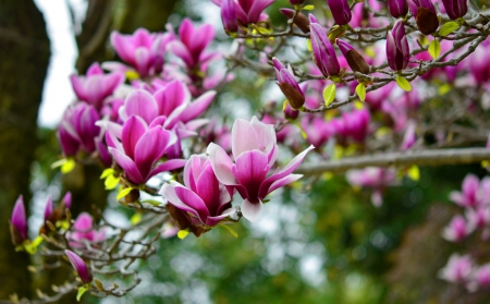 Lovely magnolia - branches, blooming, flowering, spring, nature, pretty, blossoms, petals, beautiful, leaves, magnolia, tree