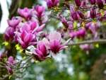 Lovely magnolia