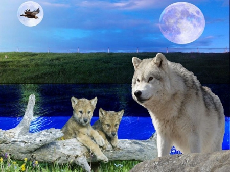 Mother and Cups - moon, wolf, nature, wolves, sky, eagle, animals