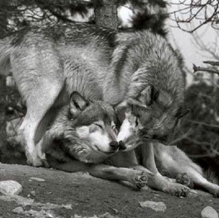 Wake Up - wolves, wake up, nature, wolf, animals