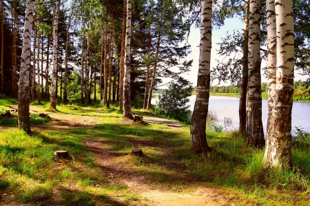 Birch forest - birch, nature, forest, river