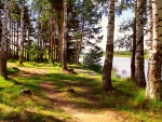 Birch forest