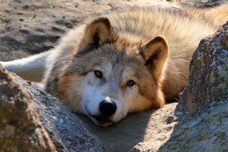 Lay Down - Lay Down, nature, animals, Wolf