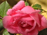 Pink rose