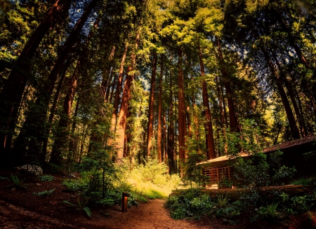 Forest - tree, california, forest, path