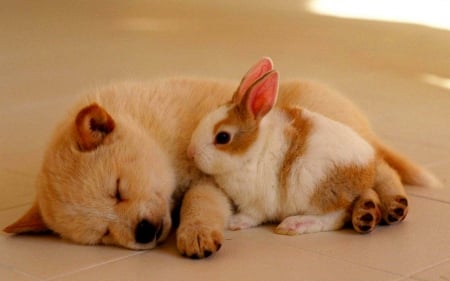 Sweet dreams - rabbit, pet, cute, dog, animals