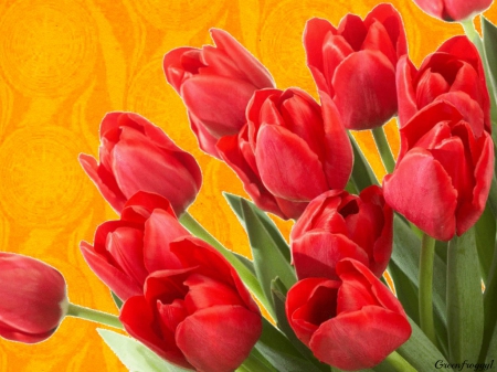 RED TULIPS - creation, tulip, flowers, red