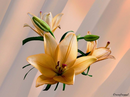 LILLIUMS - creation, lillium, art, flowers