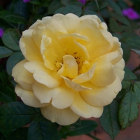 Botanical gardens Swaziland â€“ Rose