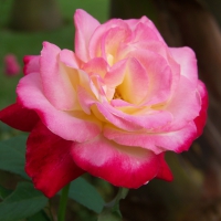 Botanical gardens Swaziland â€“ Rose