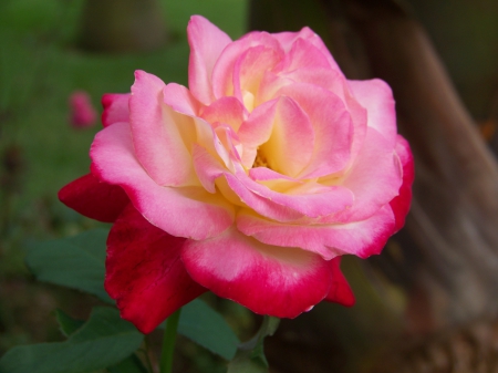 Botanical gardens Swaziland – Rose