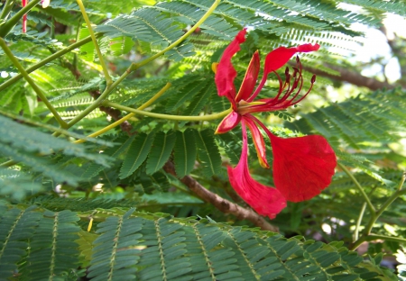 Botanical gardens Swaziland - unknown flower, botanical gardens, africa, swaziland