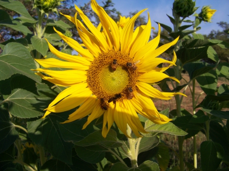 Sunflower Bees - bees, sunflower, south africa, north west procvice