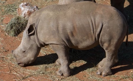 Baby Rhino - South Africa, Game park, Rhino, Bona Bona, Baby