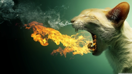 cat,making flames - fire, yellow, spits, smoke