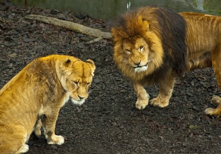 lions - lions, male, female, big cats, predators, wallpaper