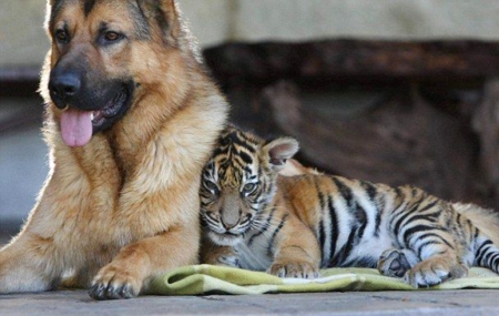 SPECIAL FRIENDS - friands, cute, tiger, dog