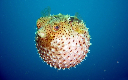 blow fish - water, nature, blow fish, wallpaper