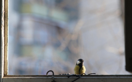 let me in !!! - bird, window, cold, let me in, outside