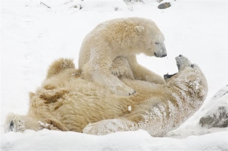 leave me alone - leave me alone, winter, polar bears, snow, wallpaper