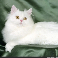 PRETTY WHITE CAT