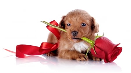 *** Simple beauty puppy *** - animal, animals, rose, dogs, dog