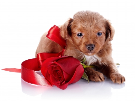 *** Just beautiful puppy *** - animal, animals, dogs, dog