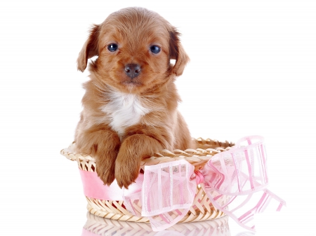 *** Puppy *** - animal, dogs, animals, dog