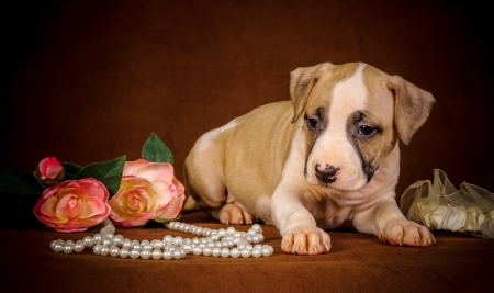 *** Puppie with pearls *** - puppie, animal, dogs, animals