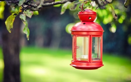 Lantern - photo, red, tree, lantern