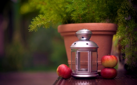 Lantern - apple, red, lantern, photo, tree