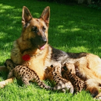 German shepherd and tigers