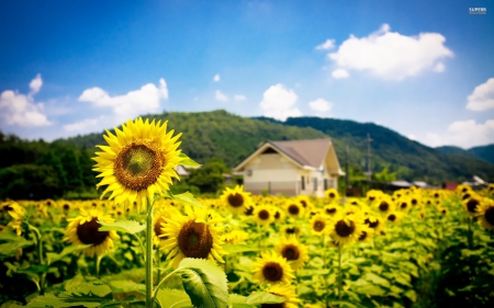 Sun Flower Field - broad, coarsely toothed, rough leaves, rough, hairy stem