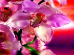 Pink Orchid