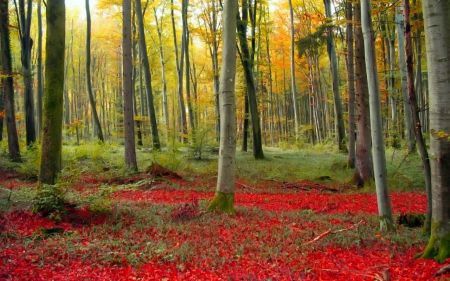 Forest - nature, forest, grass, trees