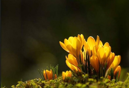 yellow crocusses - nature, flowers, crocusses, spring