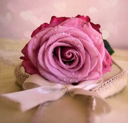 lovely pink rose - pink rose, flowers, still life, lovely