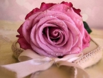 lovely pink rose