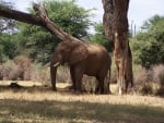 Elephant in Samburu Game Reserve