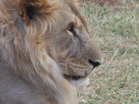 Lion head - kenya, head, game reserve, lion