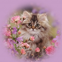 Persian kitten among roses