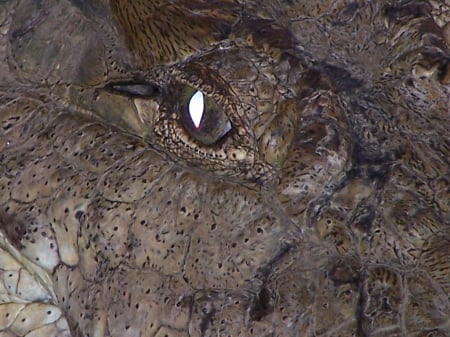 Evil Eye - Crocodile, Kenya, samburu, Eye