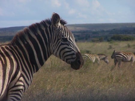 Zebra head - kenya, head, nairobi national park, zebra