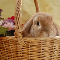 Easter bunny in a basket