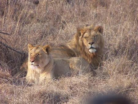 Lion Couple - south Africa, lions, Game reserve, Magalisberg